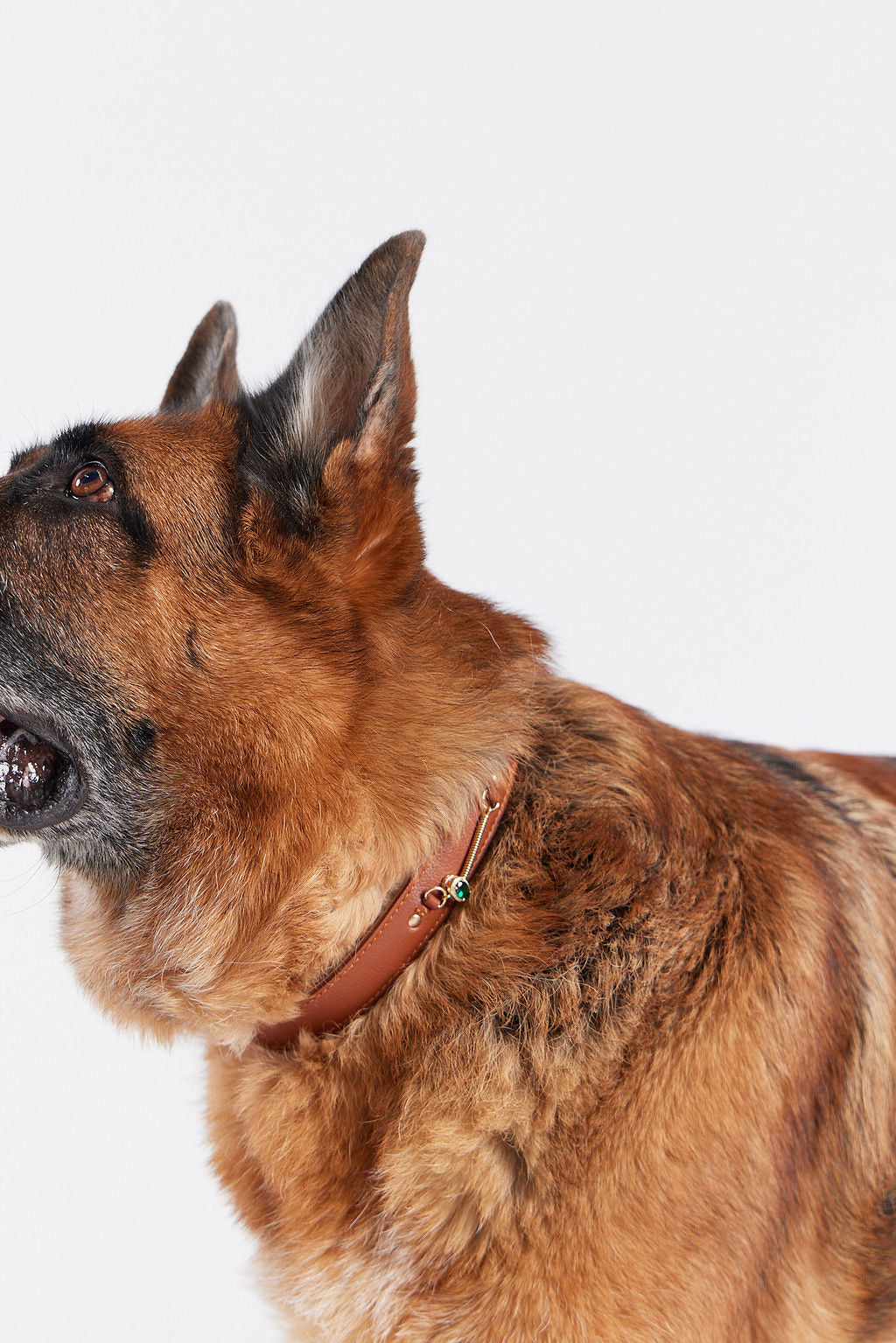 CharmedPaws Eternal Bond Collection – Playful Blossom (Pink) - 925 Sterling Silver 14K Gold-Plated Charm Clips (collar)