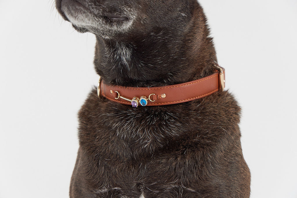 The Secret to Pet Neckwear That’s Stylish, Safe, and Full of Story