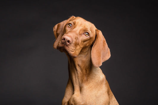 Why Does My Dog Do That? 6 Everyday Behaviours Explained