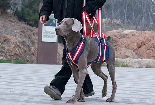 Custom Pet Harness
