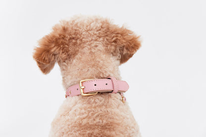 Collar and Charm Bundle – Personalised Style for Your Pet
