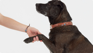 Custom Collar + Charm Set – Design Your Own Bundle