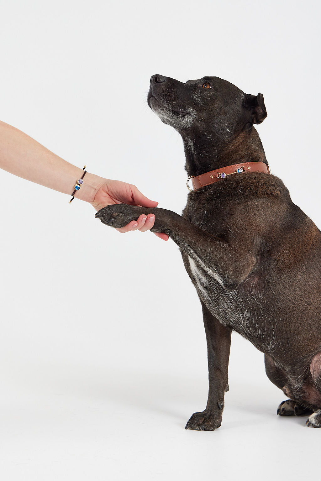 Personalized Pet Collar