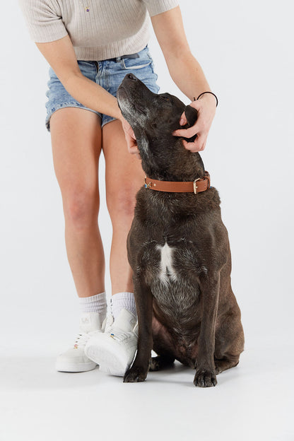 Matching Brown Collar and Bracelet Bundle
