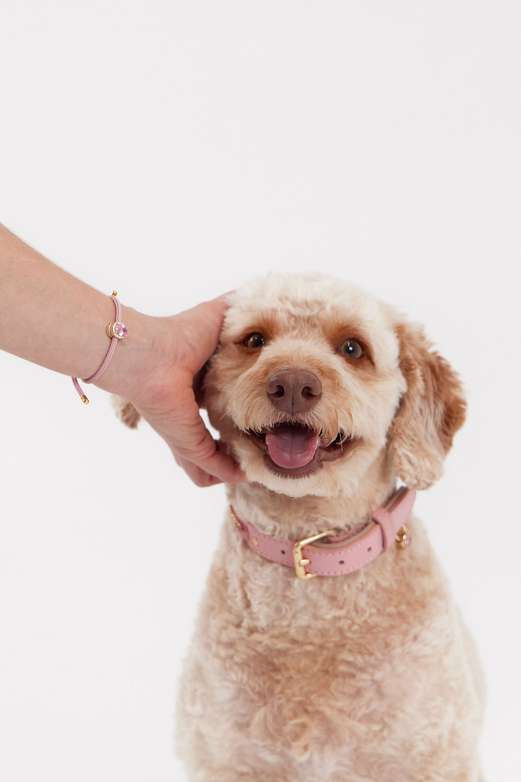 Charmed Paws Signature Collar with Charm